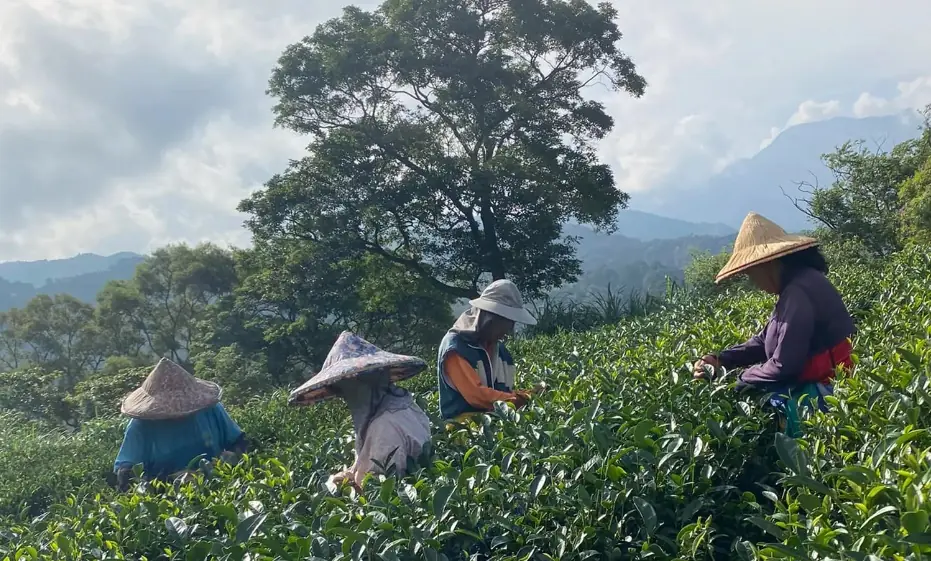 三峽綠茶種植區