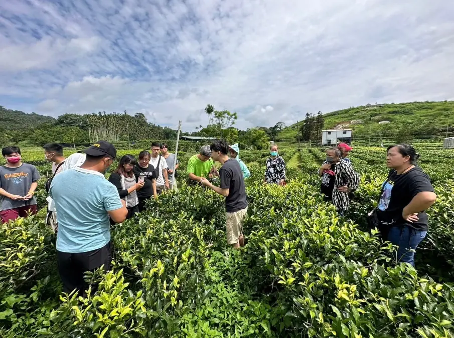 日月潭騰霖有機紅茶廠製茶體驗2