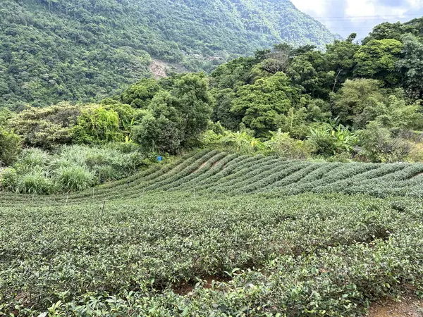 木柵鐵觀音茶區