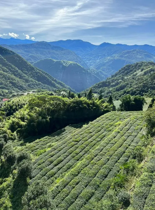 阿里山高山茶區