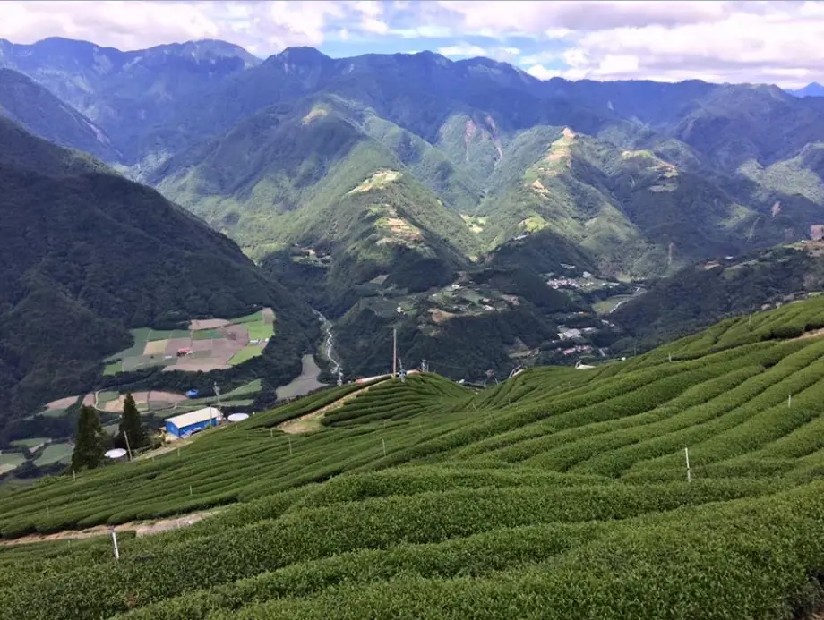 日月潭有機紅茶區