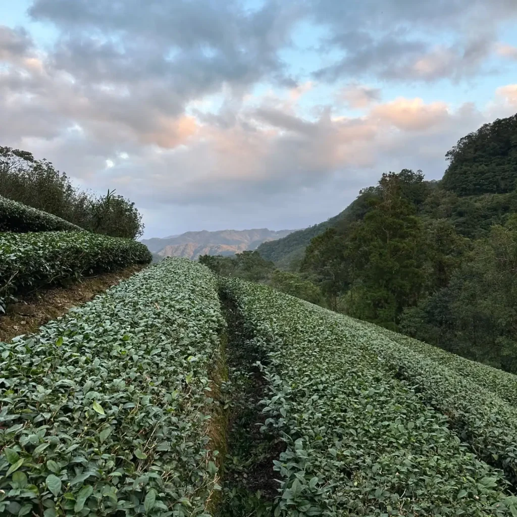 白青長茶坊的包種茶區