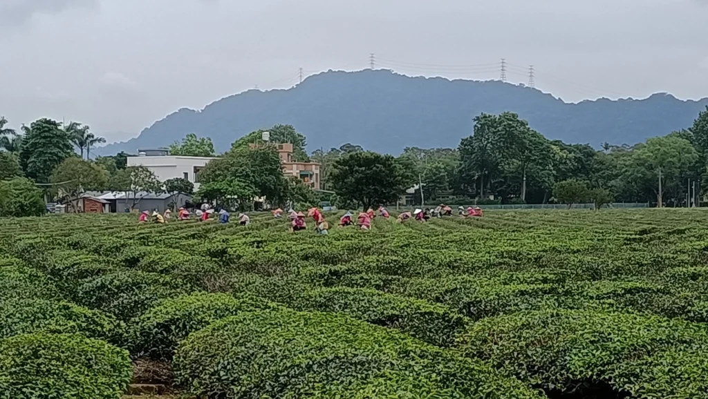 龍潭客家茶區
