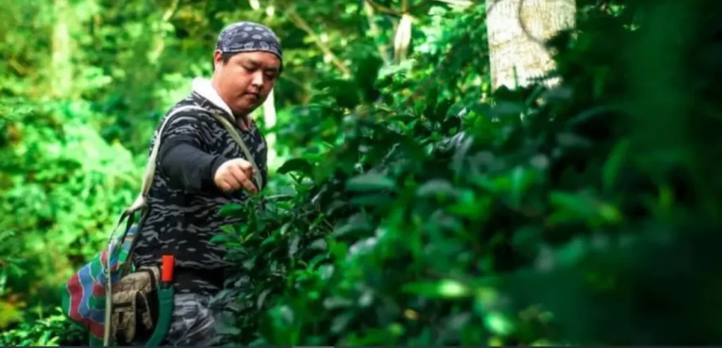 美濃兩百年原生老茶樹