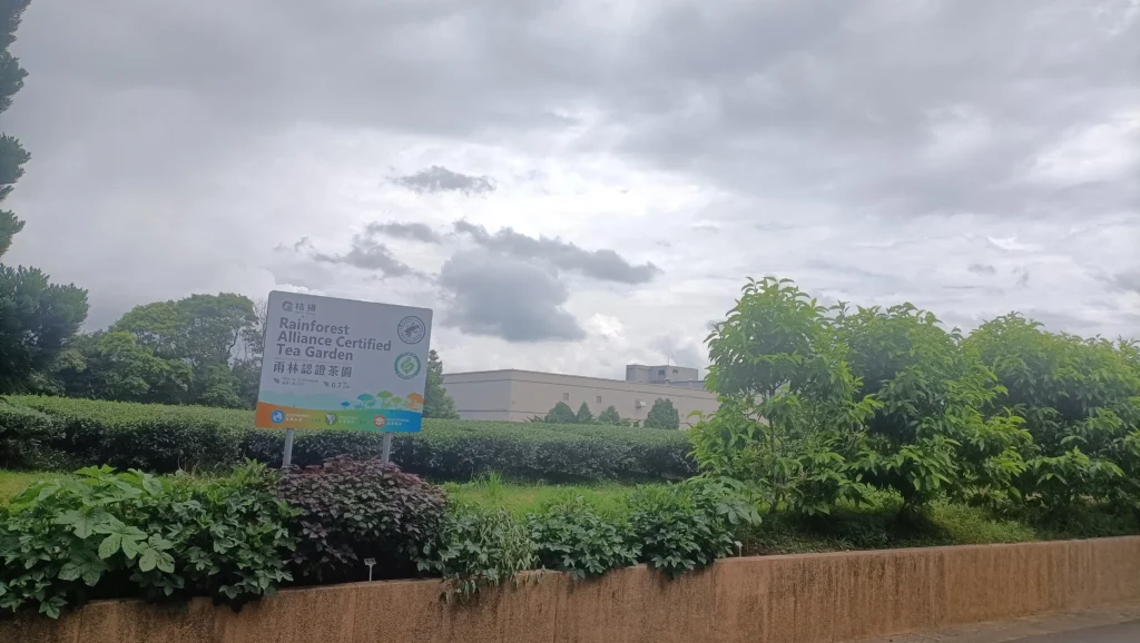 拮揚熱帶雨林認證茶園