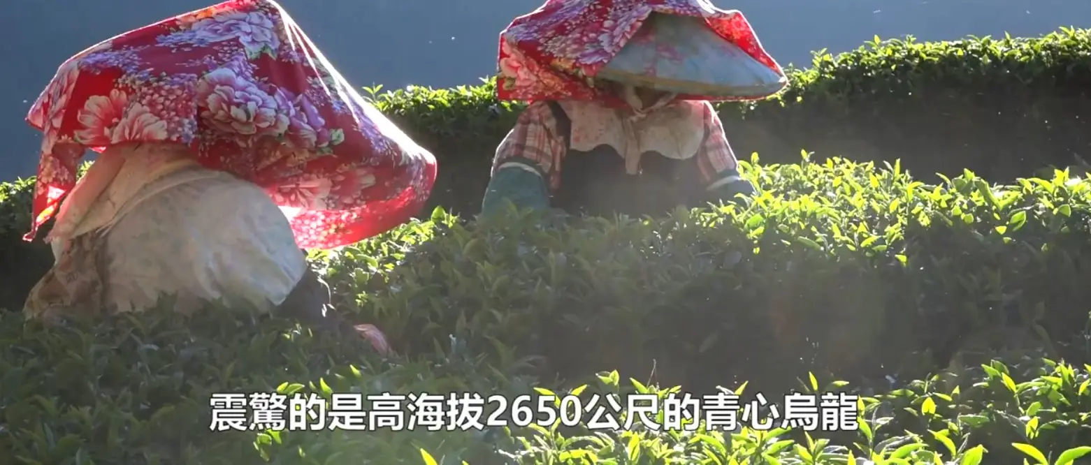 陳金地2650公尺高山的松露茶園