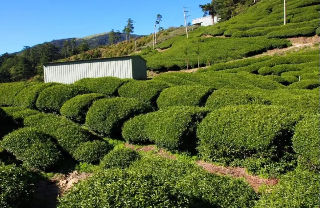 陳金地2650公尺高山松露茶園