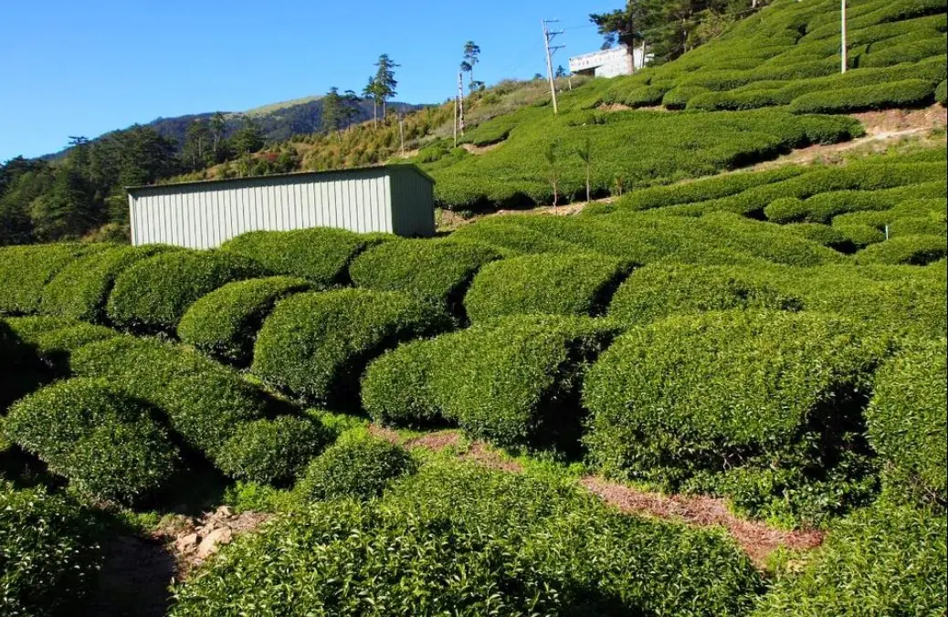 陳金地2650公尺高山松露茶園