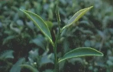 青心大冇茶樹