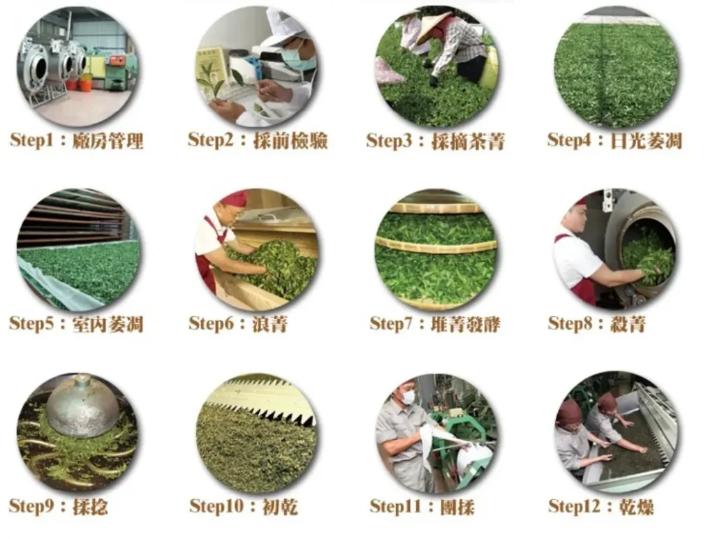 台灣茶製作工序說明大全