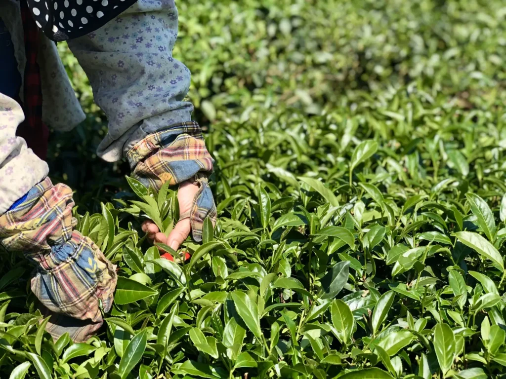 手採茶葉