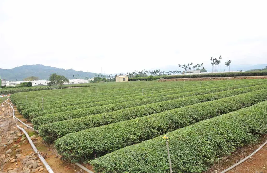松柏長青茶園