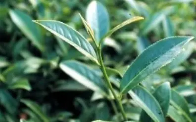 青心烏龍茶樹
