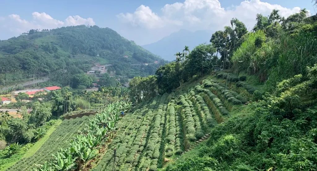南投凍頂山烏龍茶區