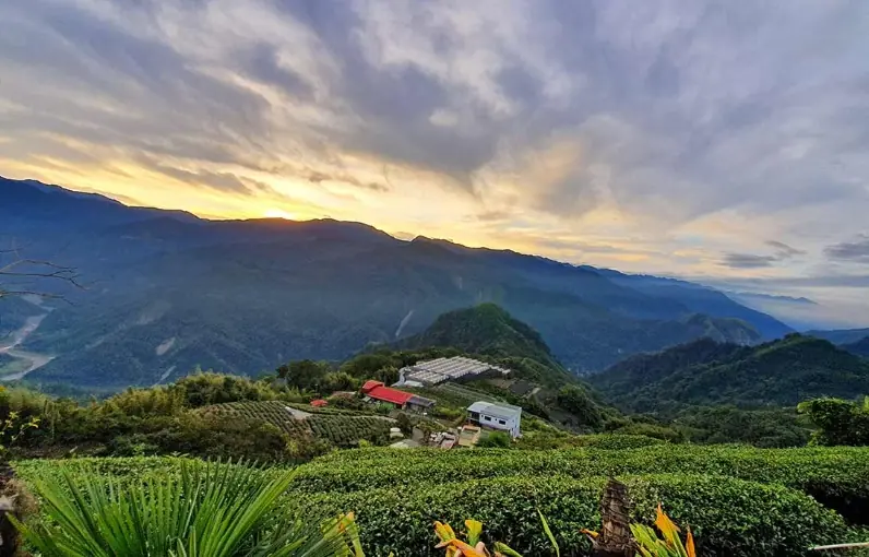 阿里山日出茶園全景