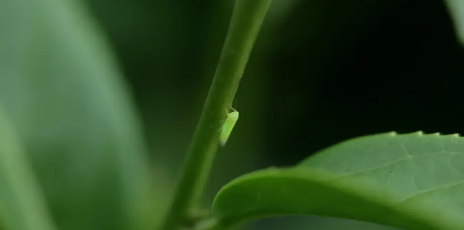 小綠葉蟬