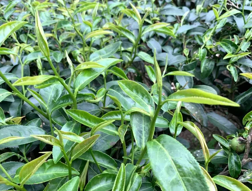 大葉種烏龍茶樹