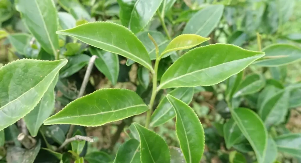 四季春茶樹