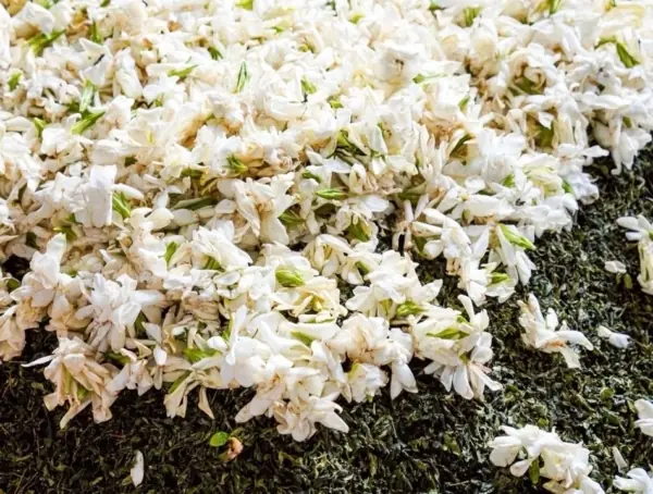 梔子花與包種茶的製作
